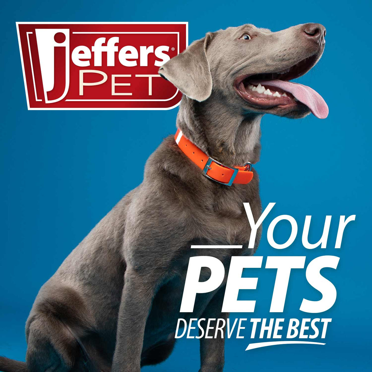 Jeffers Dual-Level Slicker Brush for Dogs & Cats